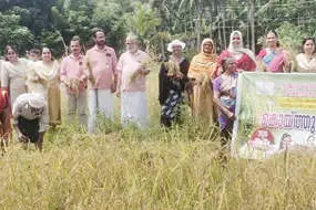 തരിശുപാടത്ത് ആവേശമായി കൊയ്ത്തുത്സവം