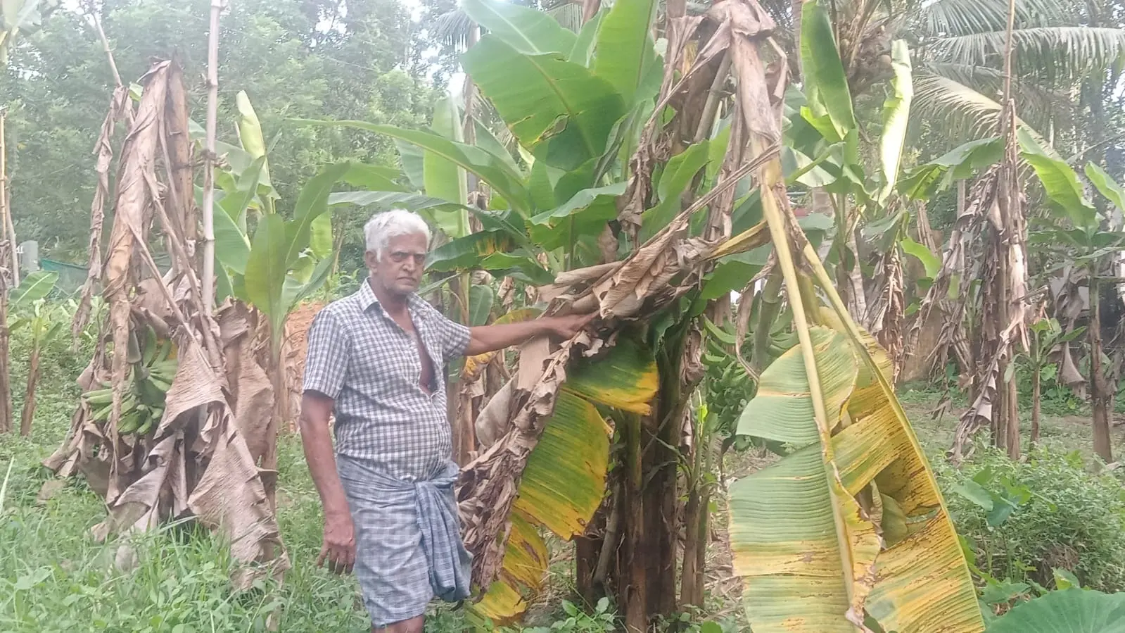 പ്രളയത്തില് വെള്ളം കെട്ടിനിന്നതിനെത്തുടർന്ന് പാണ്ടനാട് വടക്ക് മുക്കത്ത് എം.എ. തോമസിന്റെ വാഴക്കൃഷി നശിച്ചനിലയില്