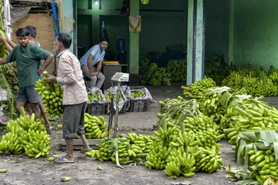 The banana opportunity: Why India wants foreign investment in a sector it already dominates