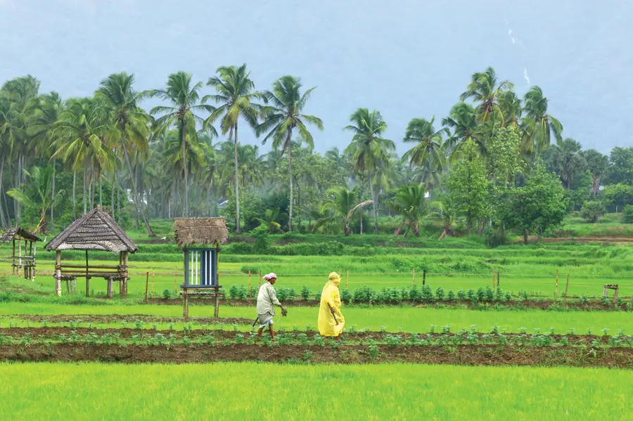 ശീതകാല പച്ചക്കറി കൃഷി, അടുക്കളത്തോട്ടം; സെപ്റ്റംബറിൽ കർഷകർ ശ്രദ്ധിക്കേണ്ട പ്രധാന കാര്യങ്ങൾ
