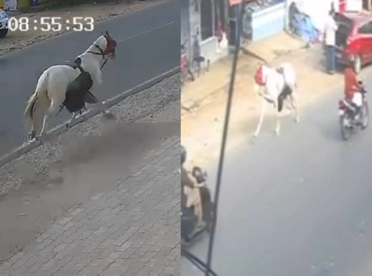 നിയന്ത്രണം വിട്ടോടിയ കുതിര റോഡില്‍