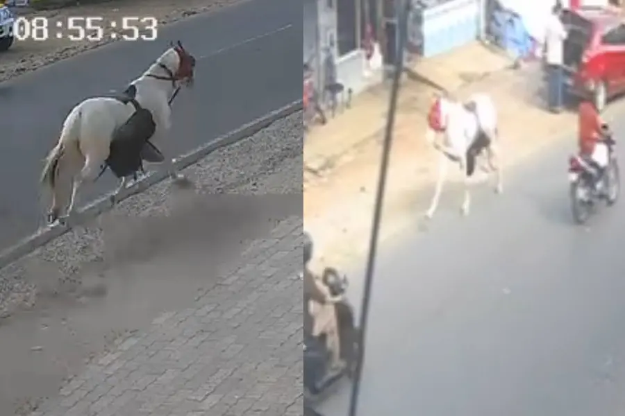 കുതിര നിയന്ത്രണംവിട്ട് റോഡിലൂടെ ഓടി; ഒരാൾക്ക് പരിക്ക്, വാഹനങ്ങൾക്ക് കേടുപാട്; സംഭവം ചെറുതുരുത്തിയിൽ