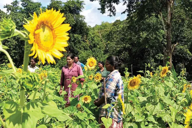 പെരിങ്ങമ്മലയിൽ സൂര്യകാന്തിവസന്തം