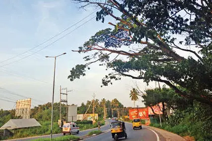 ചൂണ്ടലിൽ ഭീഷണിയായി ഉണങ്ങിയ മരം