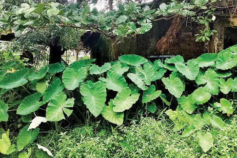 കക്കട്ടിൽ സബ് രജിസ്ട്രാർ ഓഫീസിന് കാത്തിരിപ്പ് നീളുന്നു