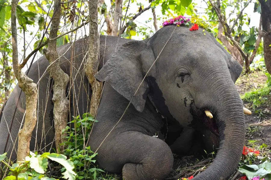 മിന്നലേറ്റു ചരിഞ്ഞ ആനക്കുടുംബം, ഒറ്റുകാരനായി 'യക്ഷി'; കഞ്ചാവ് കടത്തലിലേക്ക് എത്തിയ കഥ