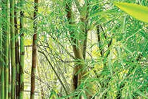 പൂട്ടിക്കിടക്കുന്ന കോട്ടമല എസ്റ്റേറ്റിൽനിന്ന് ഈറ്റ കടത്തുന്നു