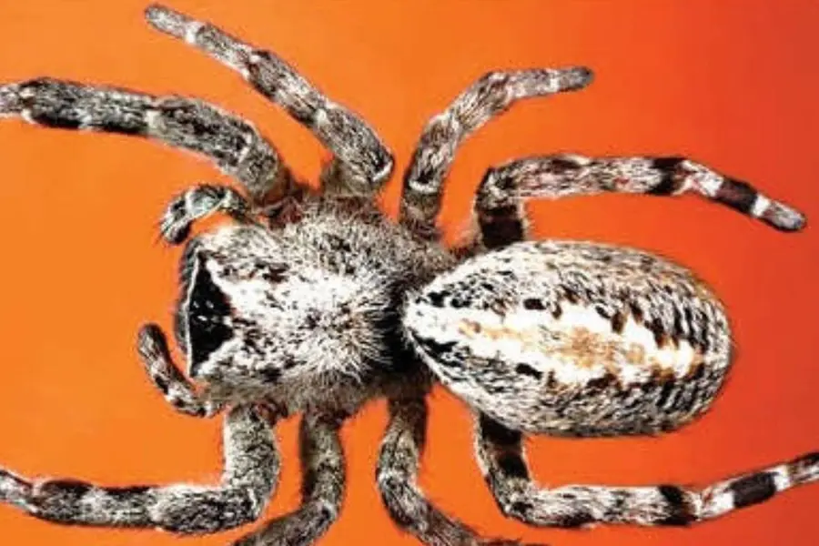 spider