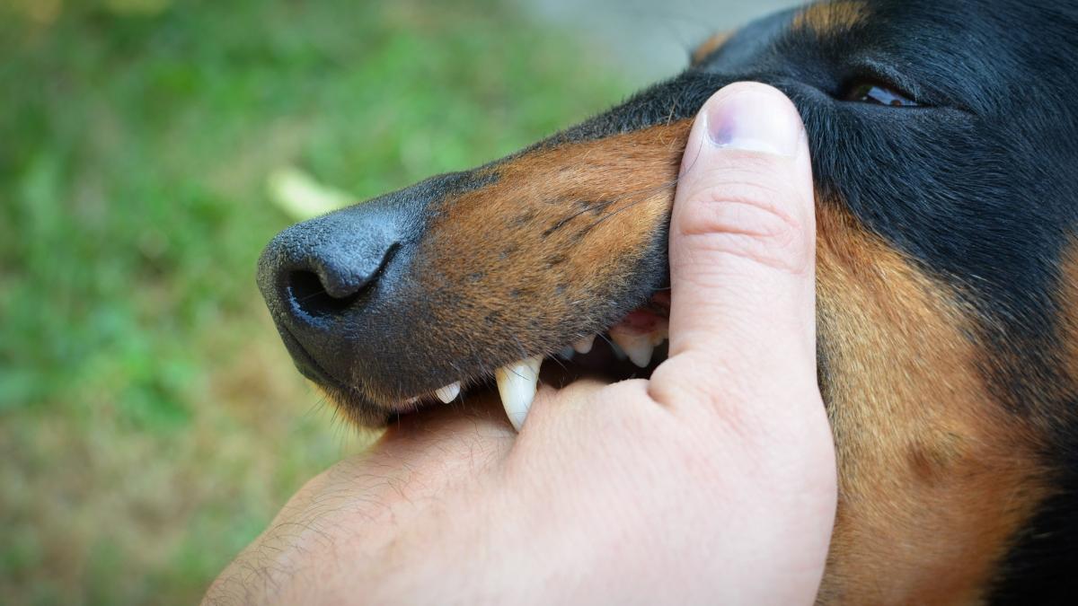 Bhutan Becomes First South-East Asian Nation to Eliminate Dog-Transmitted Rabies | Mathrubhumi English