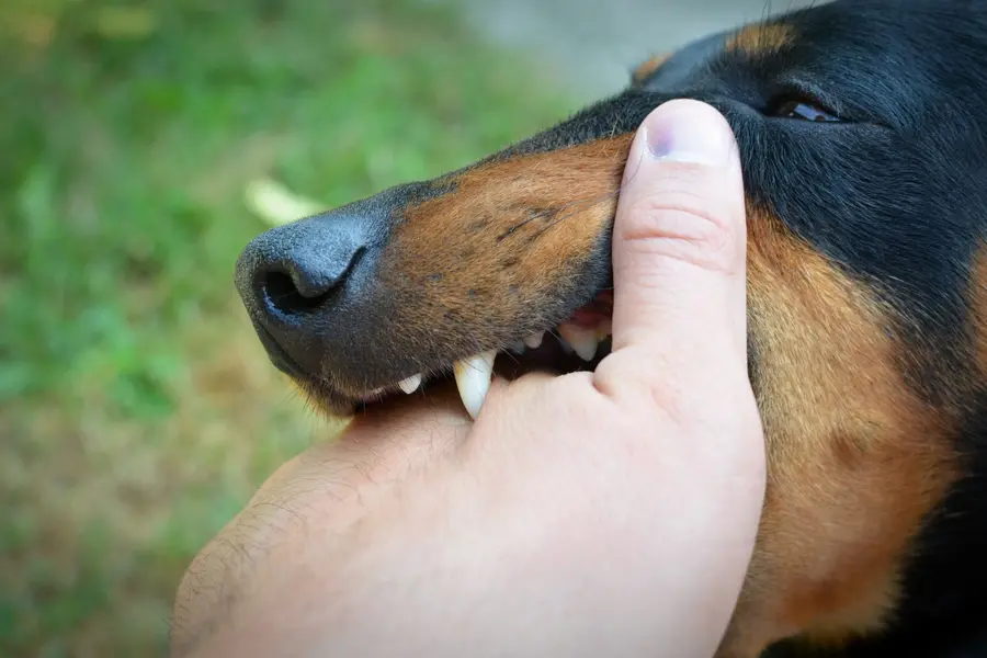 Rabies