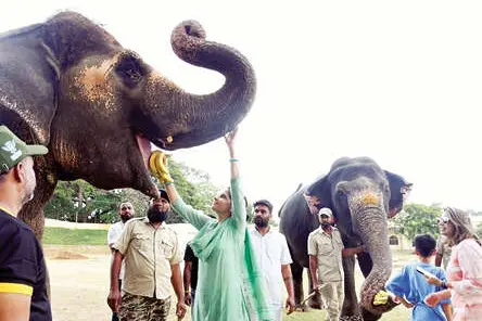 ഇനി ടിക്കറ്റെടുക്കേണ്ട... ദസറ ആനകളെ കൺനിറയെ കാണാം