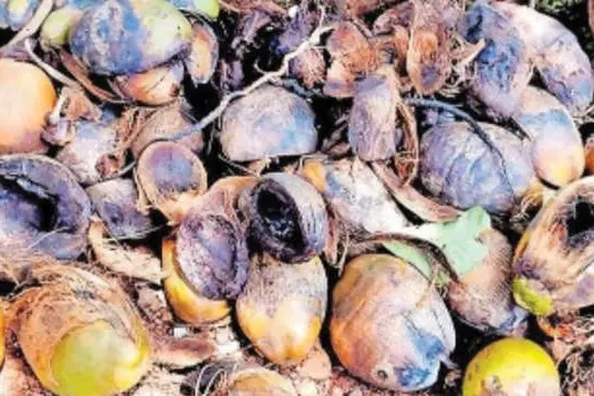മലപ്പട്ടത്ത്‌ നാട്ടുകാരെ വലച്ച് വാനരപ്പട