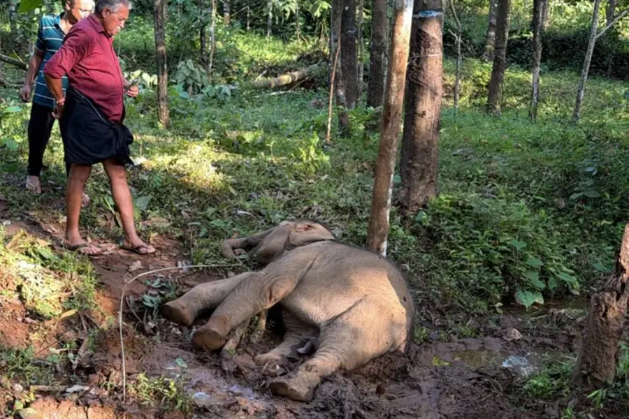 ആനക്കൂട്ടം മരം മറിച്ചിട്ടു; പൊട്ടിവീണ വൈദ്യുതക്കമ്പിയിൽനിന്ന് ഷോക്കേറ്റ് കുട്ടികൊമ്പൻ ചരിഞ്ഞു