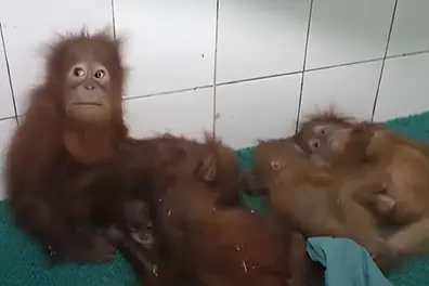 A safe beginning: Five rescued baby orangutans welcomed at Nandankanan Zoo