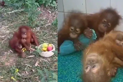 India has no wild orangutans: So how did 5 babies end up in an Odisha forest?