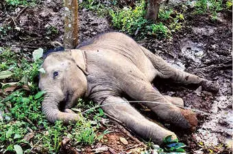 കോട്ടപ്പടിയിൽ ആനക്കുട്ടി വൈദ്യുതാഘാതമേറ്റ് ചരിഞ്ഞ നിലയിൽ