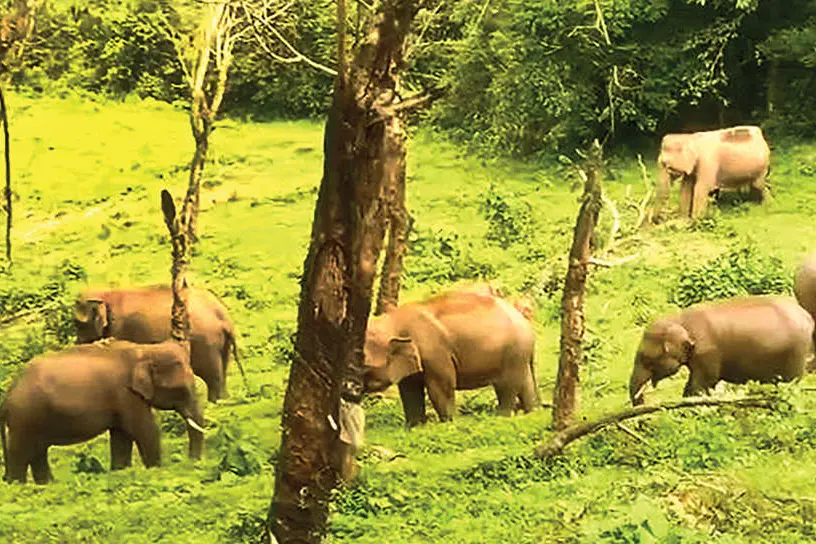 കാട്ടാനകളെക്കൊണ്ട് രക്ഷയില്ല