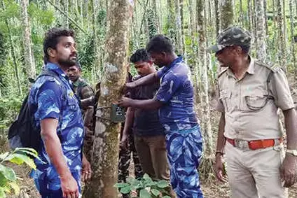 ഓവേലിയിലെ കടുവ കാണാമറയത്ത്