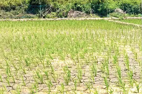 നിറഞ്ഞൊഴുകുന്ന കബനിക്കരയിലെ ചേകാടിപ്പാടത്ത് വെള്ളമില്ല