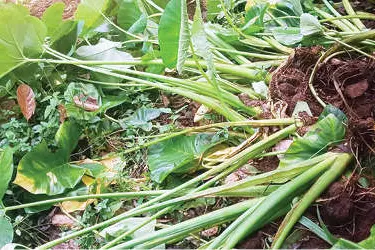കാട്ടുപന്നി ഭീഷണി: ചെറുപുഴയിൽകൃഷി ഉപേക്ഷിക്കാൻ കർഷകർ