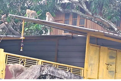 വന്യമൃഗശല്യം നിയന്ത്രിക്കാനാകുന്നില്ല