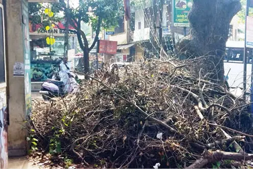 നടുവട്ടത്തെ കുരുക്ക് മുറുക്കാൻ അധികാരികളുടെ വിറകുശേഖരവും