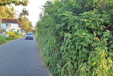വിഷപ്പാമ്പുകളെ പേടിച്ച് തീരവാസികൾ