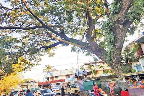 പരാതിപ്പെട്ടിട്ട് രണ്ടുമാസം. അപകടക്കെണിയായ മരക്കമ്പ് 'കാണാതെ' അധികൃതർ