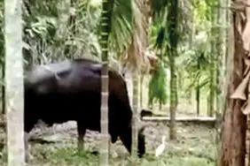കാട്ടുപോത്തുകൾ ജനവാസമേഖലയിൽ; ആശങ്കയോടെ പെരുവണ്ണാമൂഴിക്കാർ