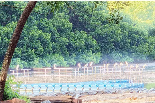 അഴകേറും കാഴ്ചയായി പള്ളം കണ്ടൽക്കാട്