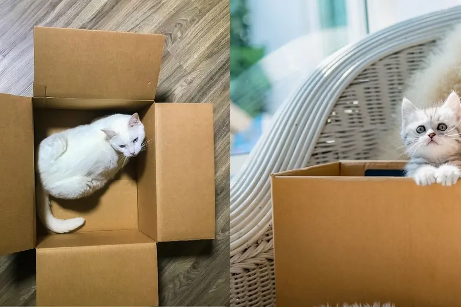 cat