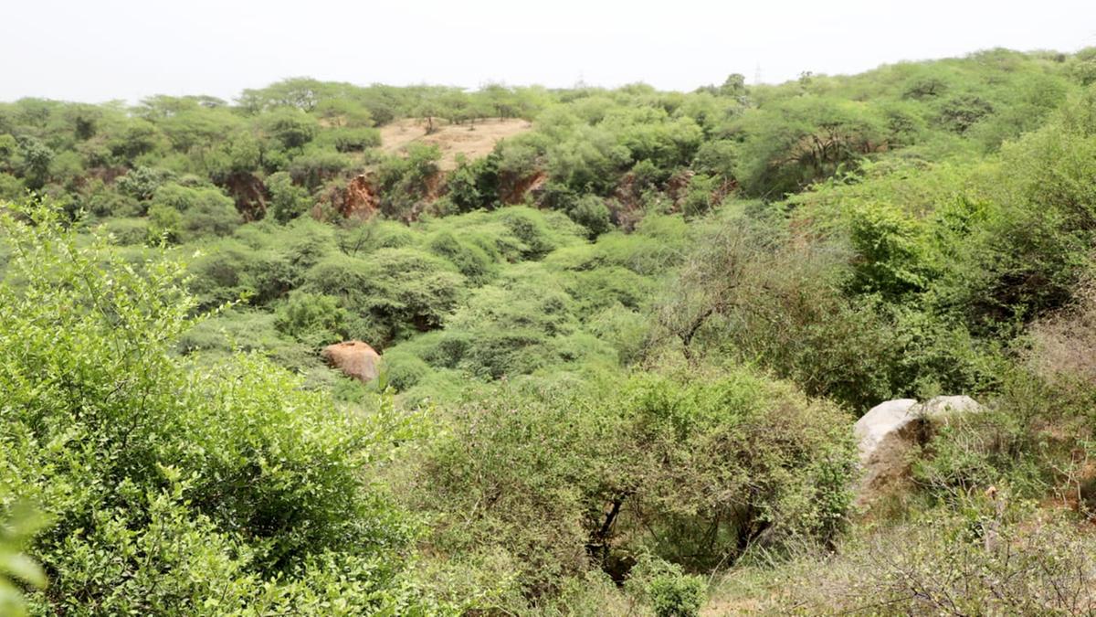 Abandoned mines emerge as bird-rich habitats in Delhi’s Asola-Bhatti: Study