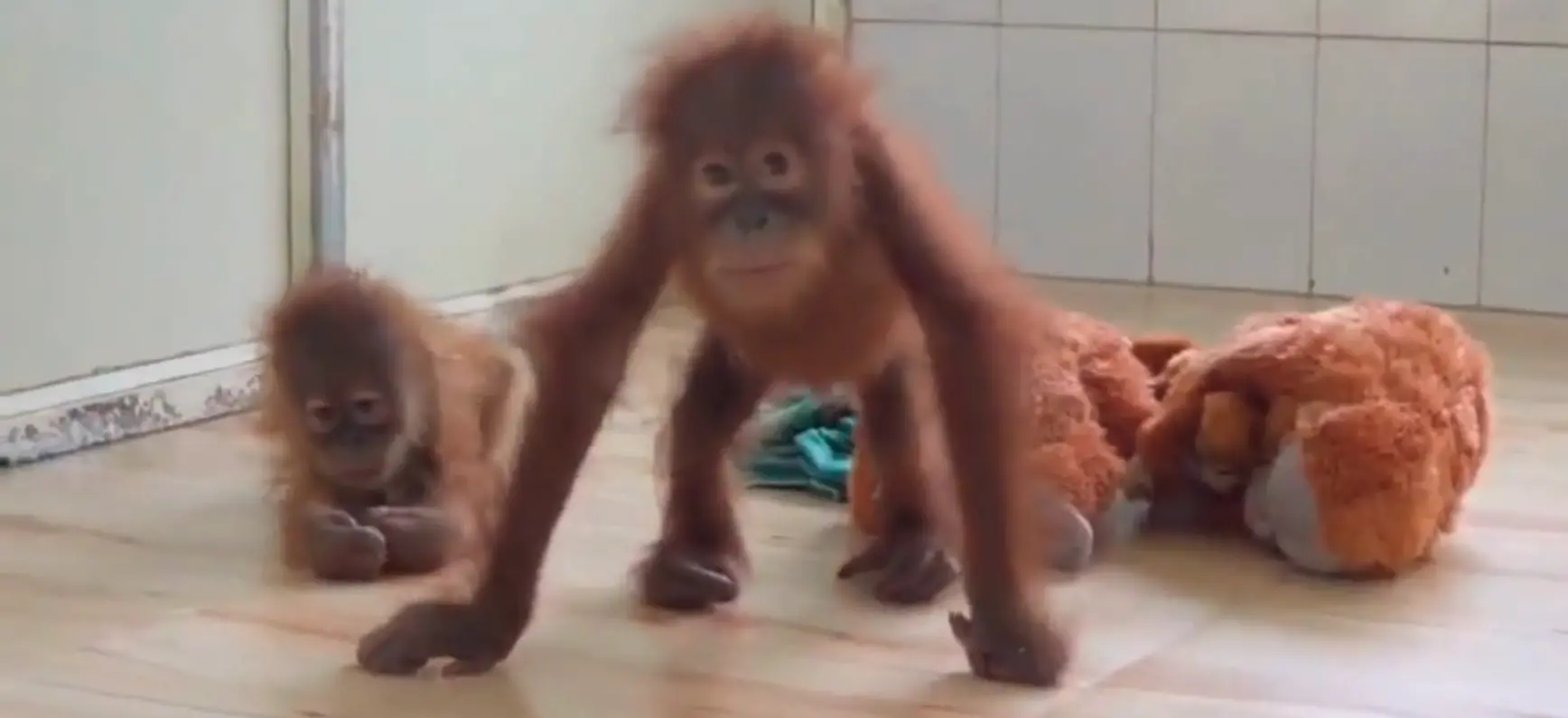 Rescued baby orangutans | Photo: PTI