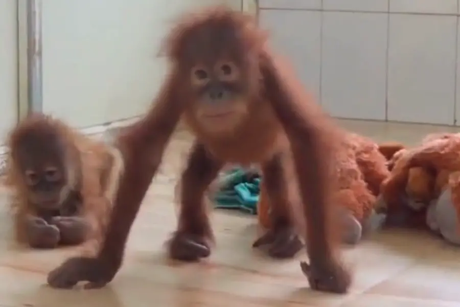 Five rescued baby orangutans at Nandankanan Zoological Park receive round-the-clock care