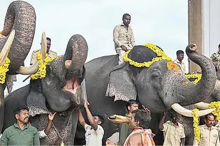 ദസറ: രണ്ടാം ബാച്ച് ആനകൾ കൊട്ടാരത്തിലെത്തി