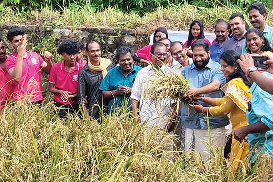 ഇടവാക്കുളം ഏലായിൽ കൊയ്ത്തുത്സവം