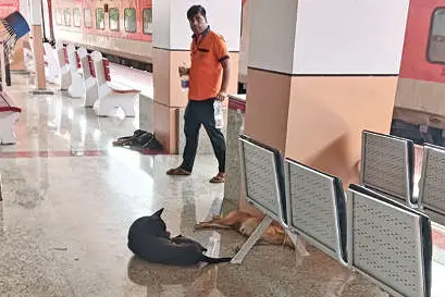 വടക്കാഞ്ചേരി റെയിൽവേ സ്റ്റേഷനിൽ തെരുവുനായ ശല്യം രൂക്ഷം