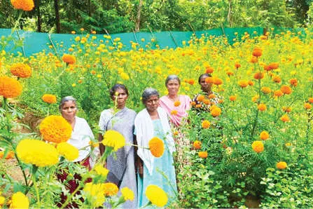 നെടുങ്കയം കാട്ടിൽ ചെണ്ടുമല്ലിച്ചന്തം
