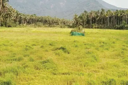 കർഷകർ പറയുന്നു കനാൽ ജലമെത്തിക്കൂ, തരിശിട്ട പാടങ്ങളിൽ പൊന്നുവിളയിക്കാം