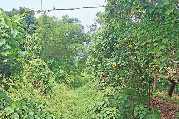 കാടുകയറി മാലിന്യം നിറഞ്ഞ് കെ.ഐ.പി. കനാൽ