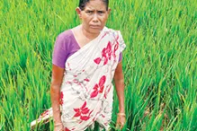 പാടങ്ങൾ വിണ്ടുകീറിത്തുടങ്ങി, കർഷക പ്രതീക്ഷകൾ പതിരാകുന്നു