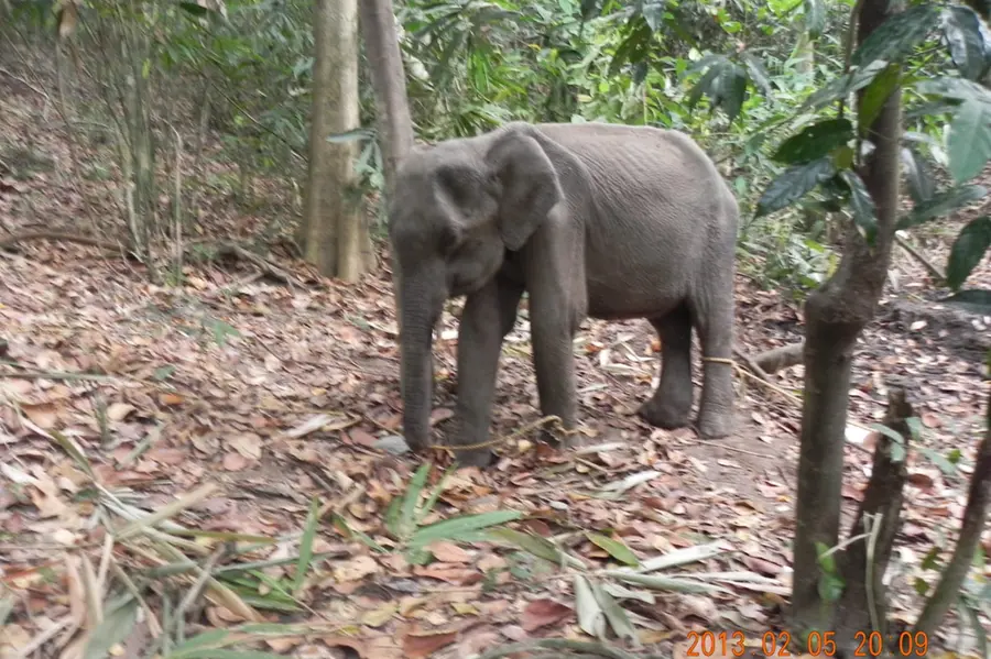 കുഞ്ഞുതുമ്പിക്കൈയും കൊമ്പുകളും വീർത്ത വയറും തൊലിപ്പുറത്തെ ചുളിവുകളും; അഗസ്ത്യാർകൂടത്തിൽ കണ്ടത് കല്ലാന?