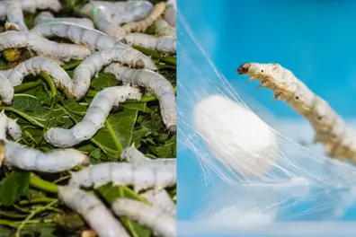 Palakkad has the seeds, Kashmir has the model: Can silk farming fetch Kerala farmers ₹2 lakh extra?