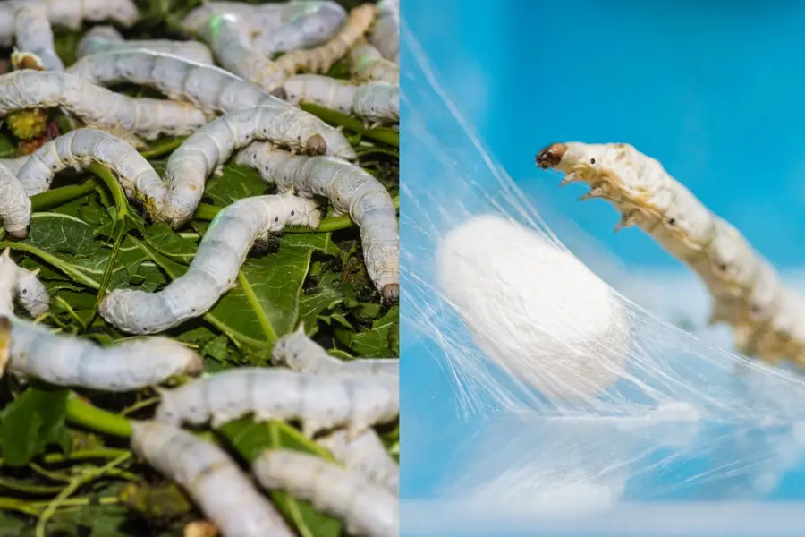 Palakkad has the seeds, Kashmir has the model: Can silk farming fetch Kerala farmers ₹2 lakh extra?