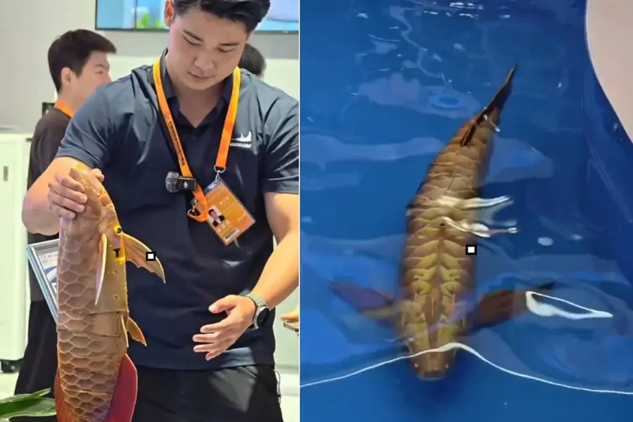 Golden Dragon Fish Robot