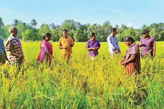 രണ്ട് പതിറ്റാണ്ടിനുശേഷം കൊയ്ത്തിനൊരുങ്ങി നെല്ലിക്കോണം ഏലാ