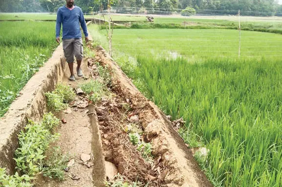 ഓട നന്നാക്കിയില്ലെങ്കിൽ മഞ്ഞനംകുളം പാടത്ത് 15 ഏക്കർ തരിശാകും