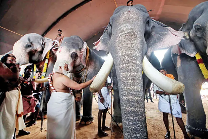 മേളത്തിൽ അലിഞ്ഞ്...പൂരംപോലെ...