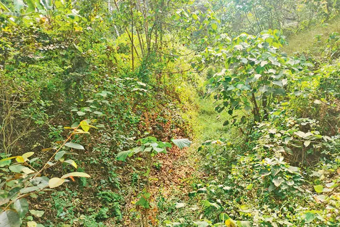 കനാലുകളിൽ വിഷപ്പാമ്പും വന്യജീവികളും; സഹികെട്ട് നാട്ടുകാർ