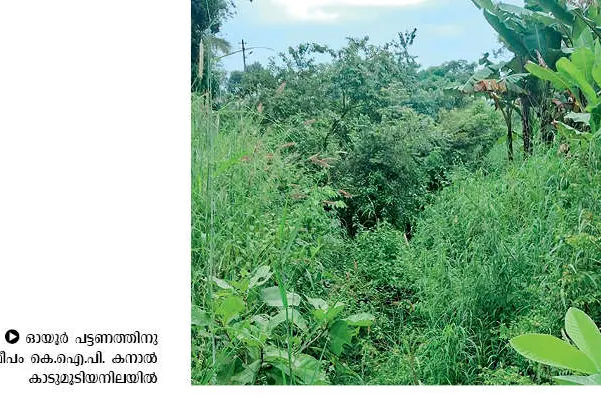 കാടുമൂടി ഓയൂരിലെ കെ.ഐ.പി.കനാൽ